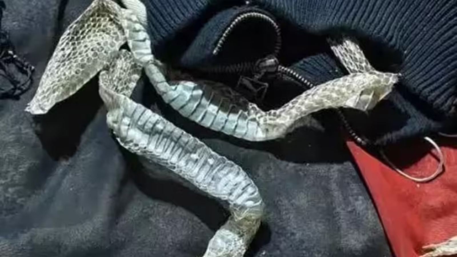 Auraiya missing woman snake rumours