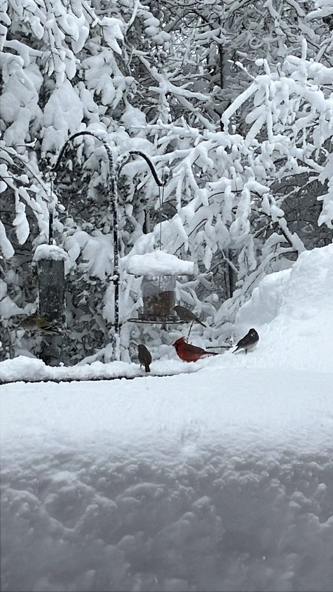 Blizzard Leaves New York Paralyzed