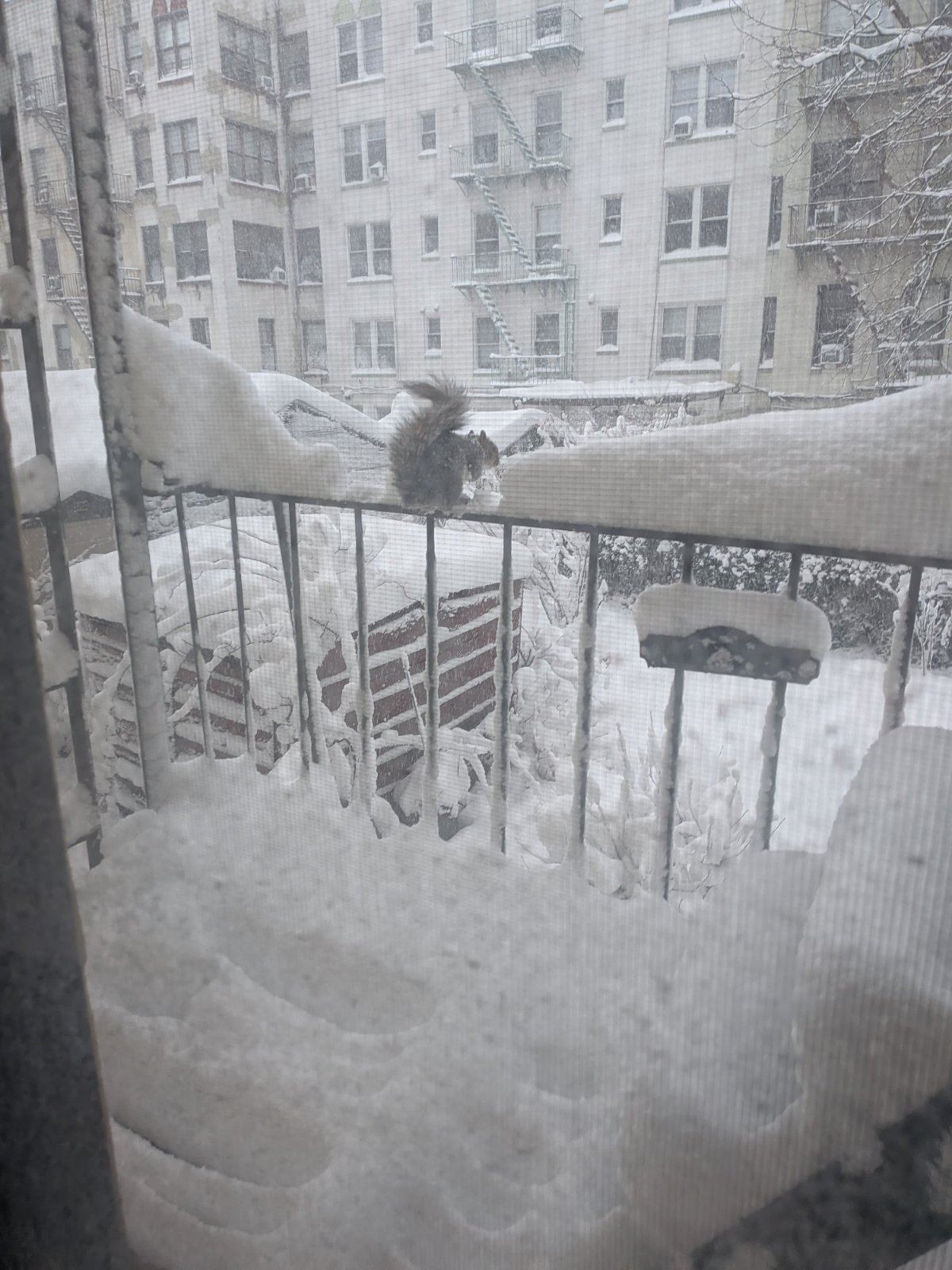 Blizzard Leaves New York Paralyzed