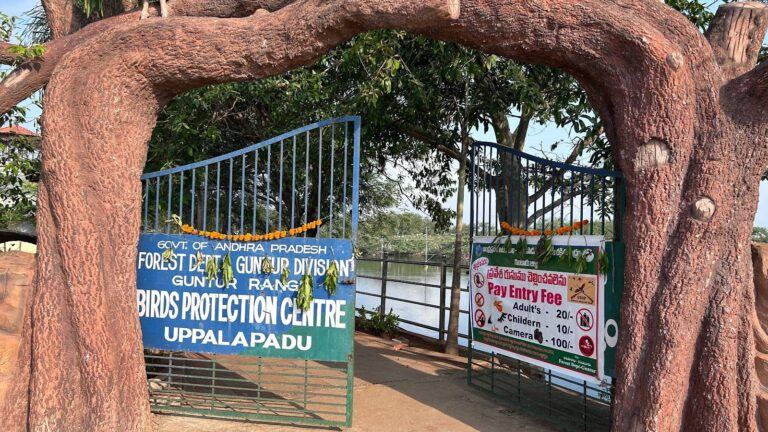 Uppalapadu Bird Sanctuary Attracts Migratory Birds