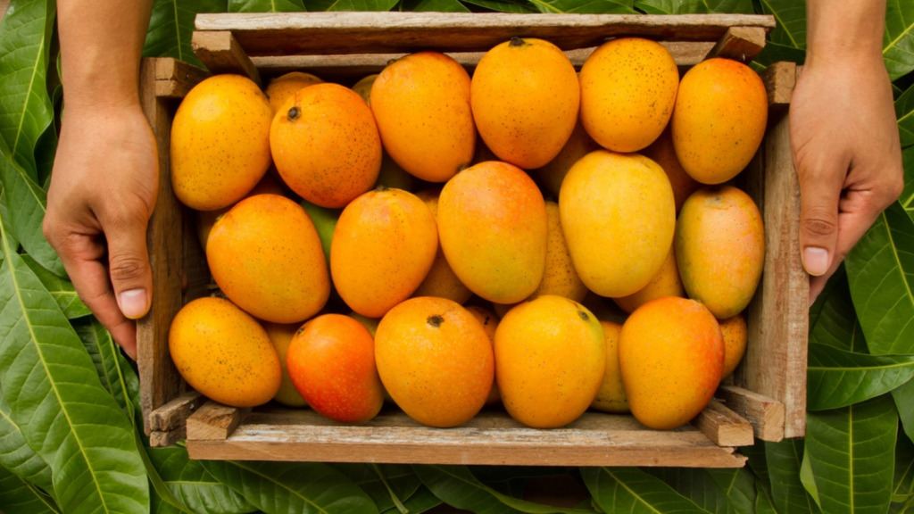 Carbide ripened mangoes in Hyderabad market