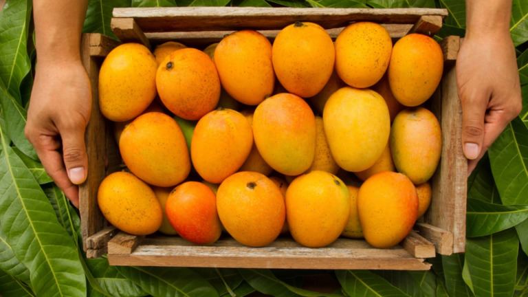 Carbide ripened mangoes in Hyderabad market