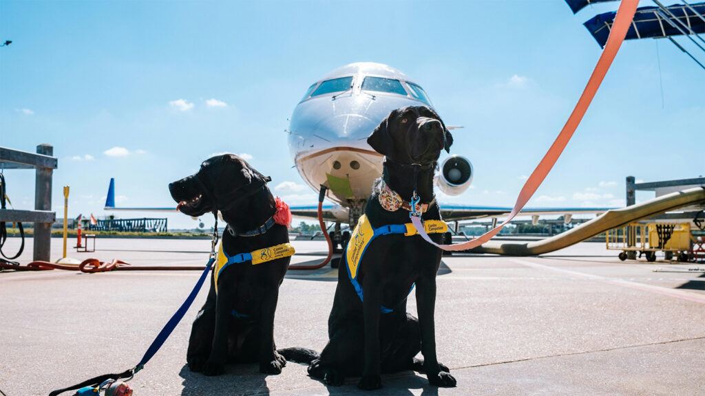 Pet travel India Air India Uber